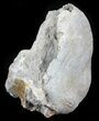 Fossil Brontotherium (Titanothere) Vertebrae - South Dakota #60650-2
